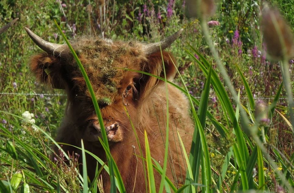 Highland cattle help wetland reserve by grazing vegetation
