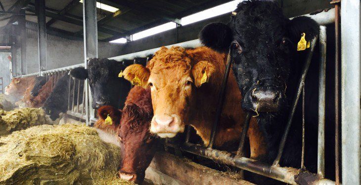 FUW calls on UK and Welsh Governments to act now as fodder shortages loom