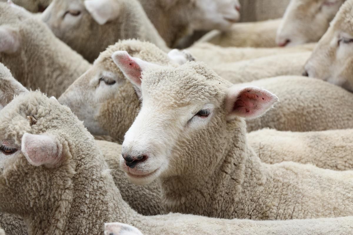 Livestock worrying: NFU takes plea for law change to Westminster