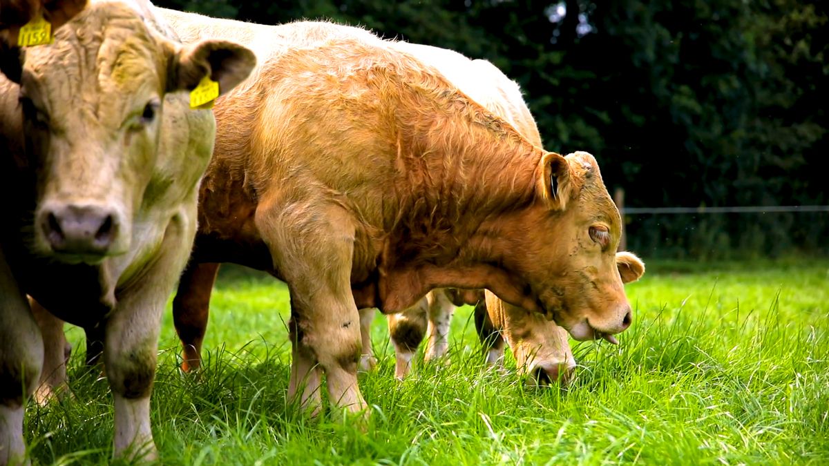 Opinion: Beef export opportunities will beckon in the UK