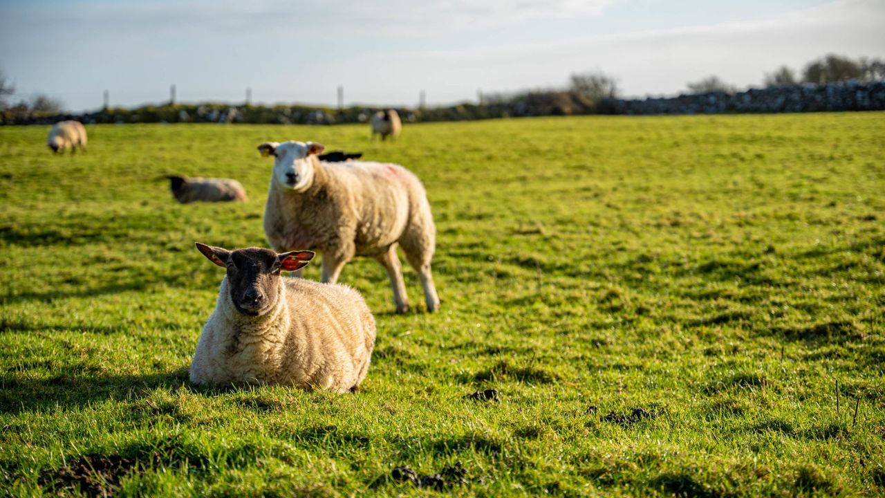 ‘Significant number’ of sheep stolen in Co. Antrim