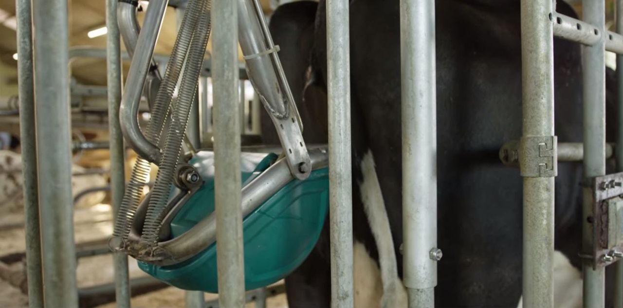Dutch firm to test ‘cow toilets’ to cut farm ammonia emissions