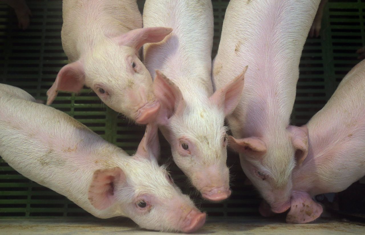 Pig prices fall as farmers wait on 'absymal' EU aid