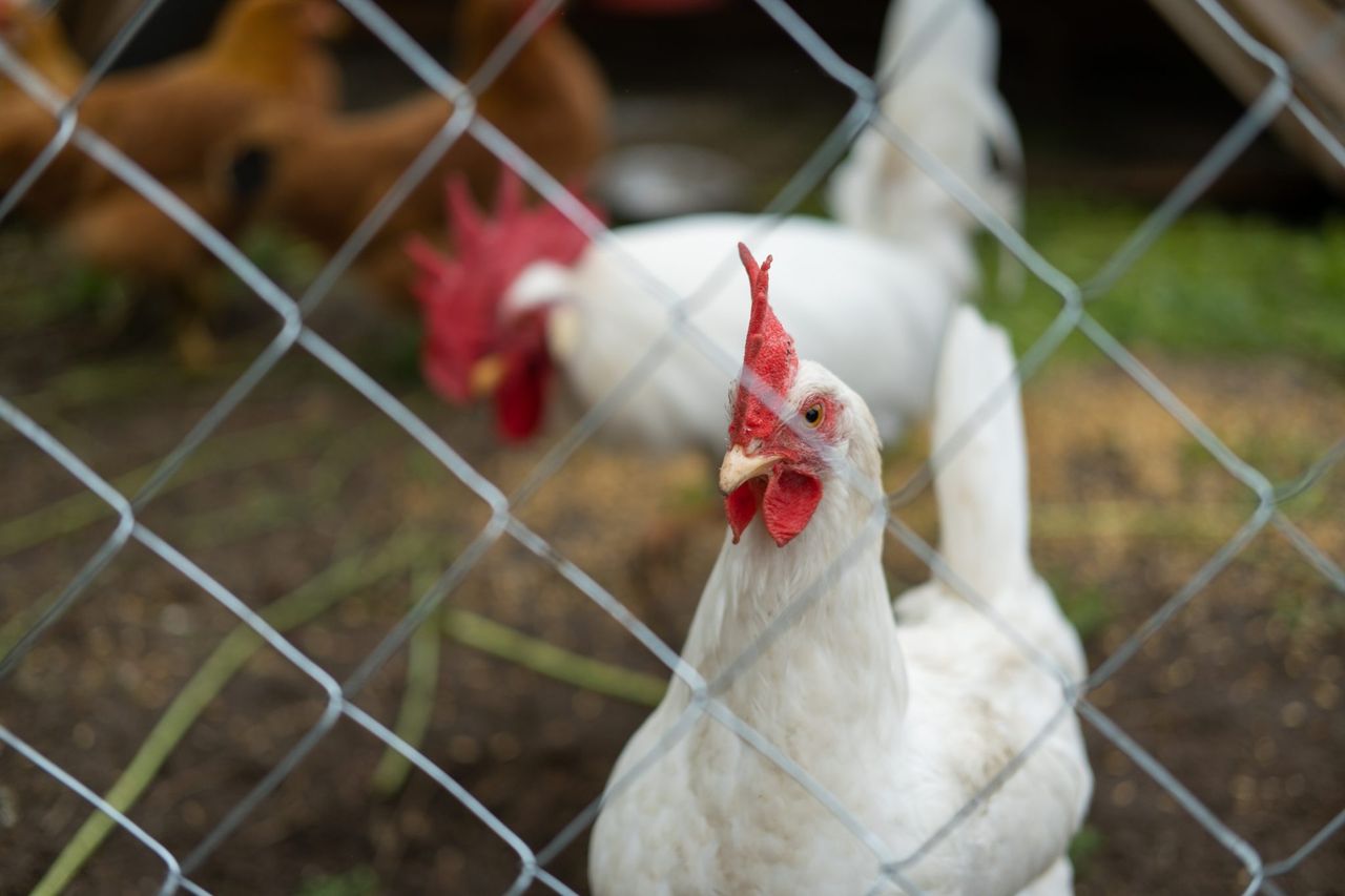 NI: New bird flu ‘prevention zone’ to be introduced next month