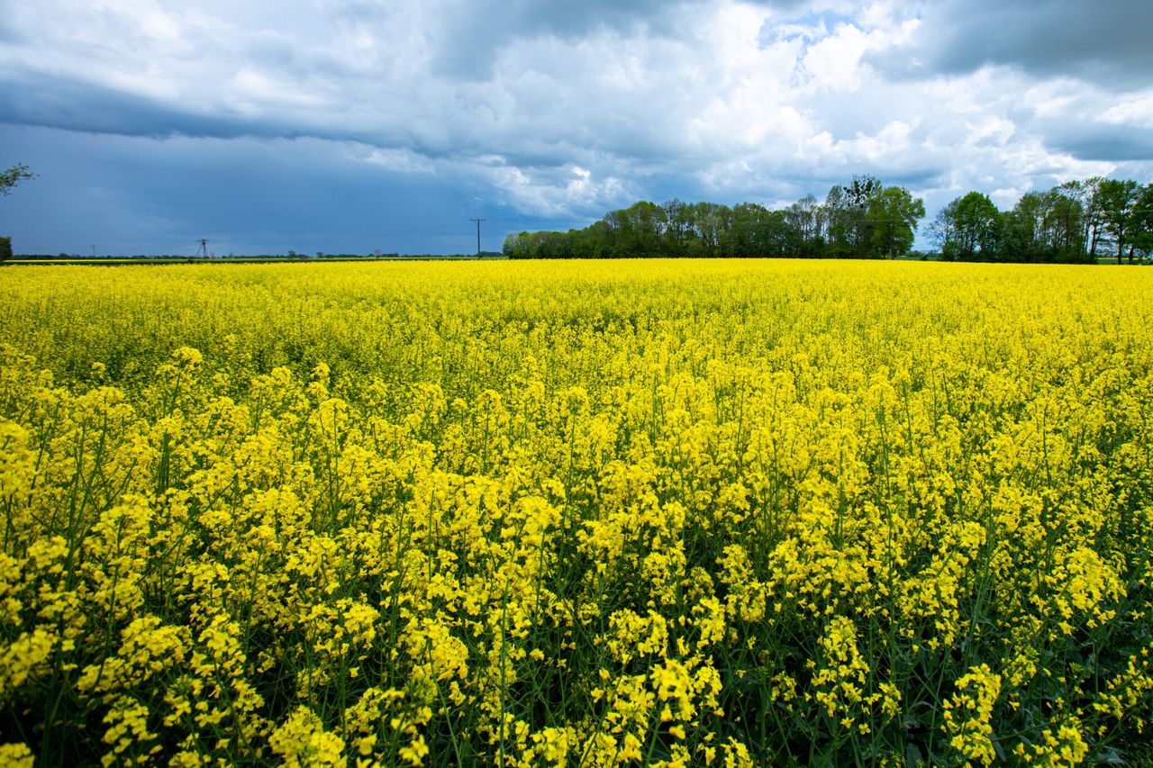 ‘Strongest set’ of oilseed rape pest management strategies released