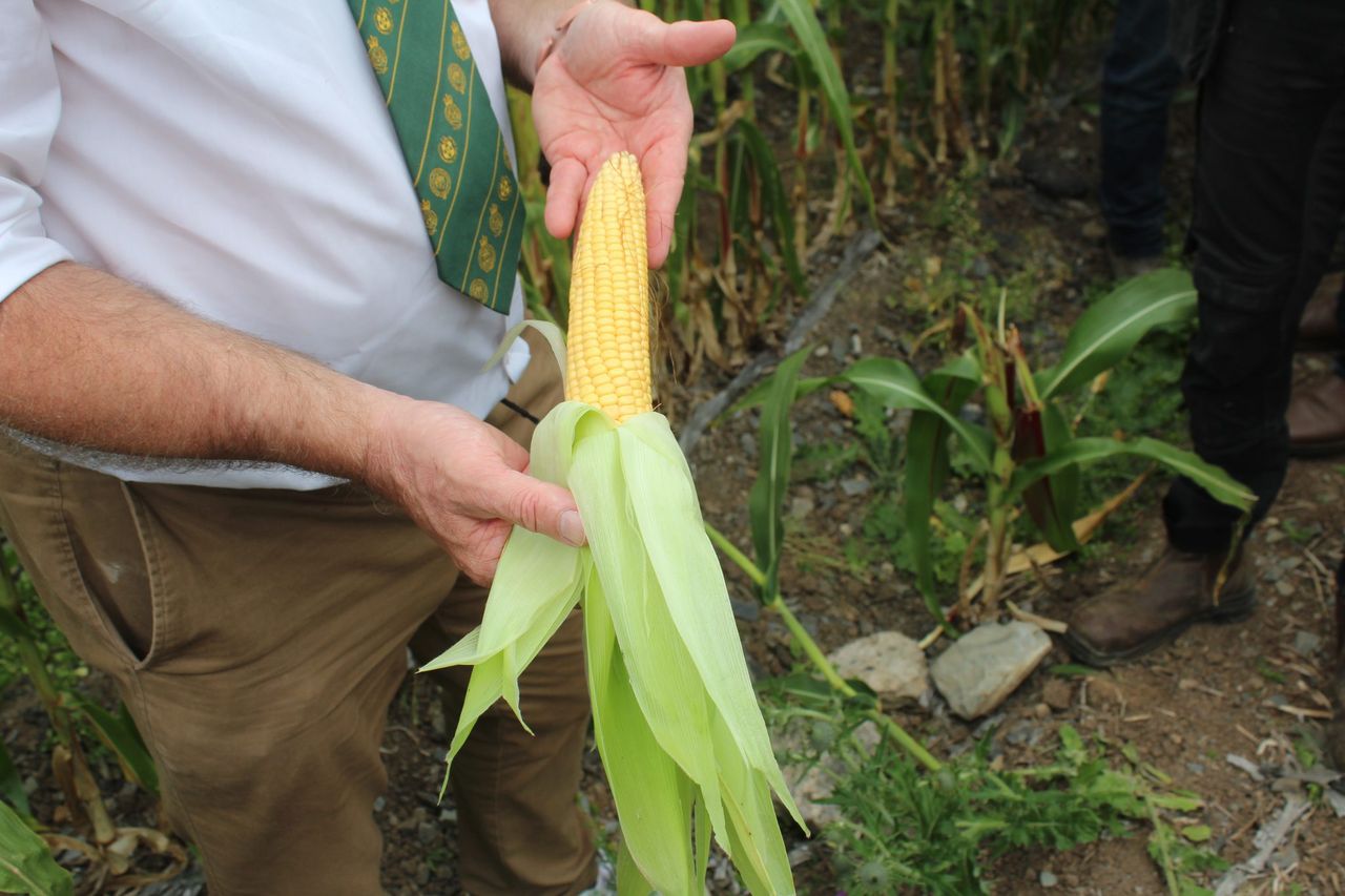 NI forage maize growers expecting earliest harvest in living memory