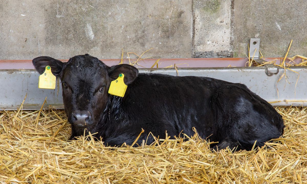 Northern Ireland farmers urged not to buy ‘UK’ ear tags
