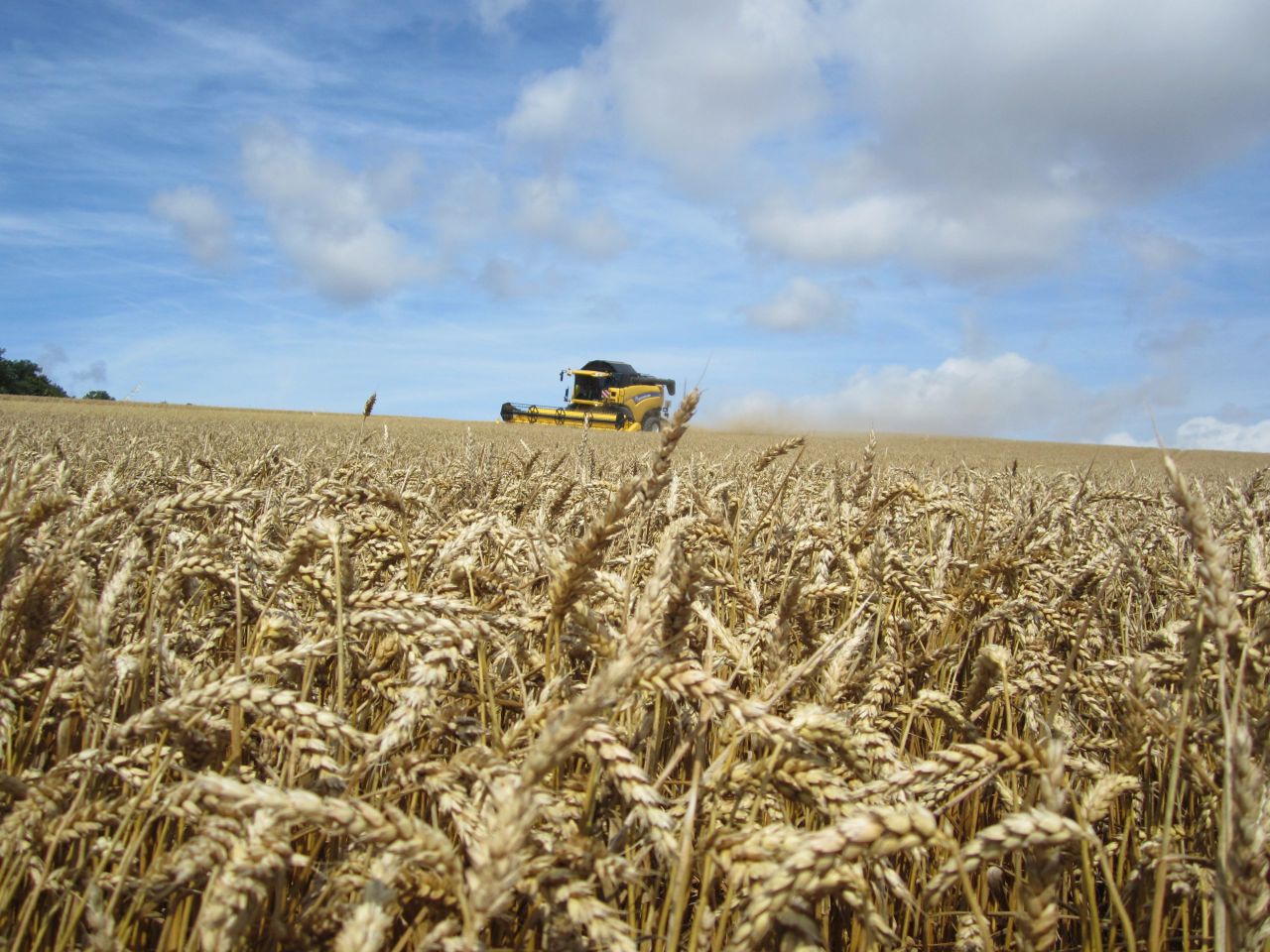 Russian wheat harvest up, prices down
