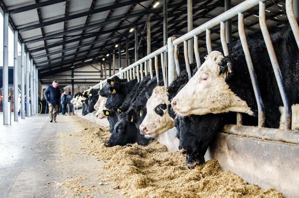 Four key factors that will influence the direction of the 2017 beef market