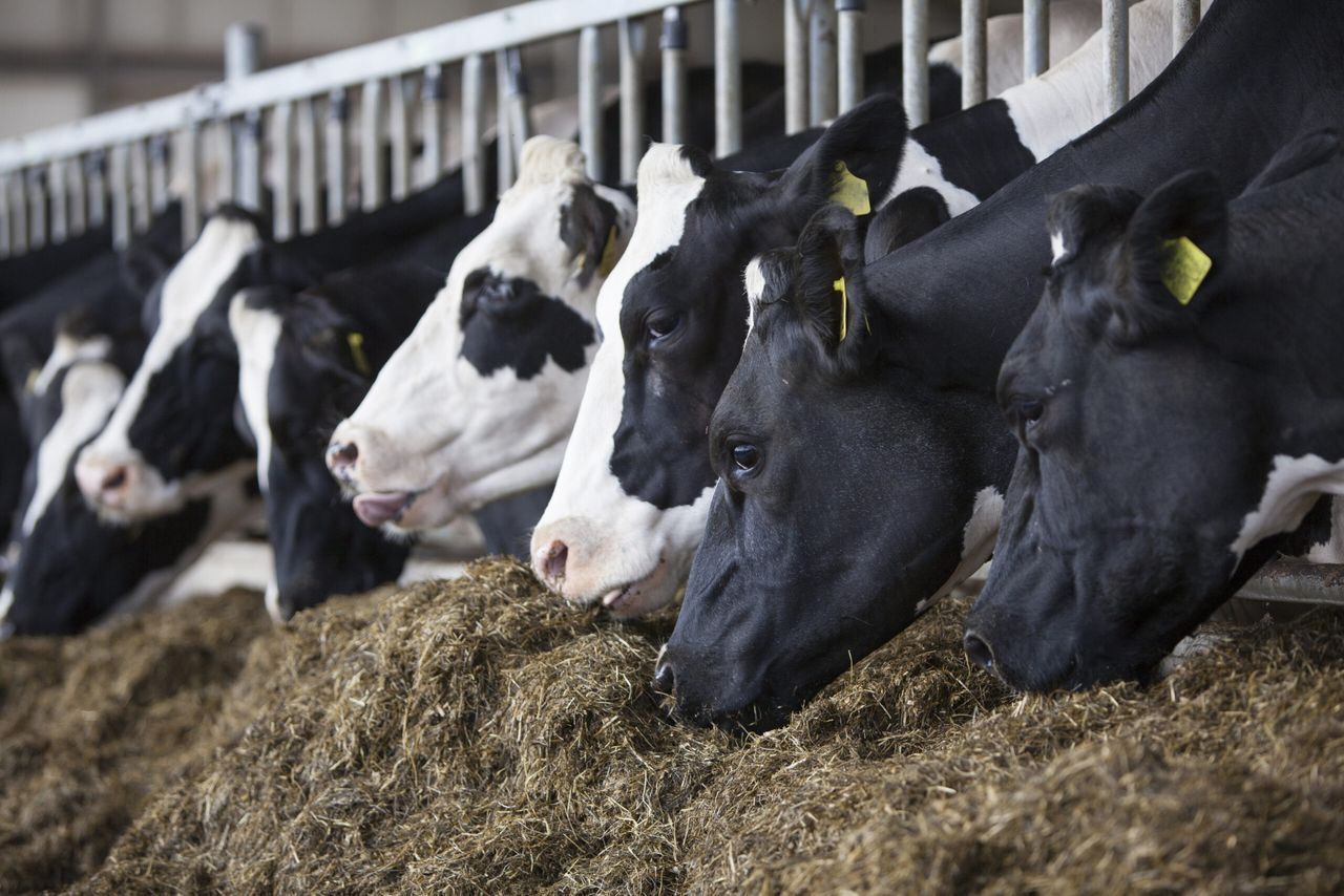 Environmental, safety and quality assurance is ‘best defence’ against cheap food imports