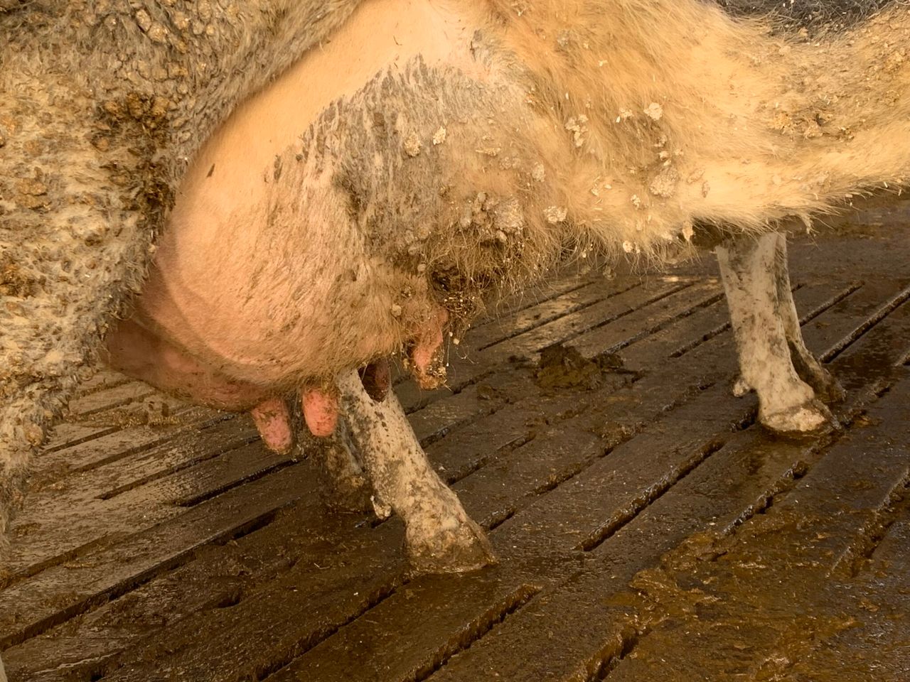 Keeping E. coli mastitis at bay in freshly-calved cows