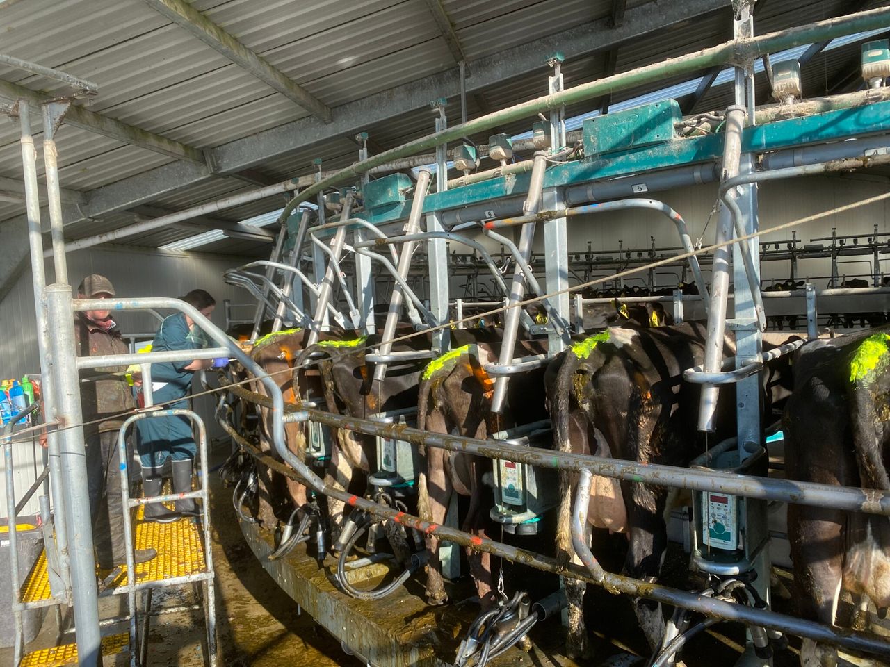 Autumn calving: Are your cows cycling ahead of breeding?