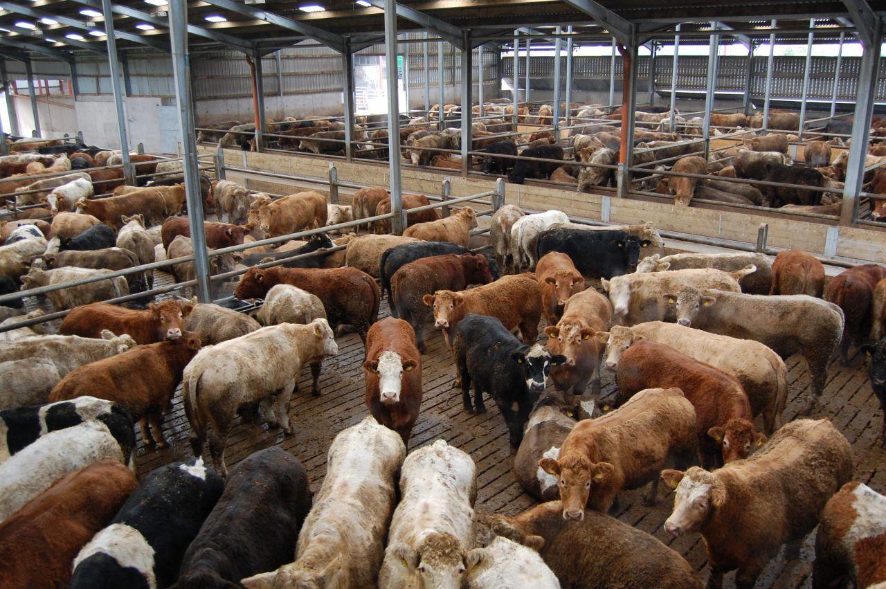 Northern Ireland cattle supplies to remain tight in 2015