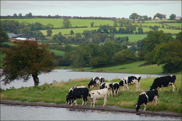 Cattle rustlers: Close to 30 cattle stolen in 2 separate incidents