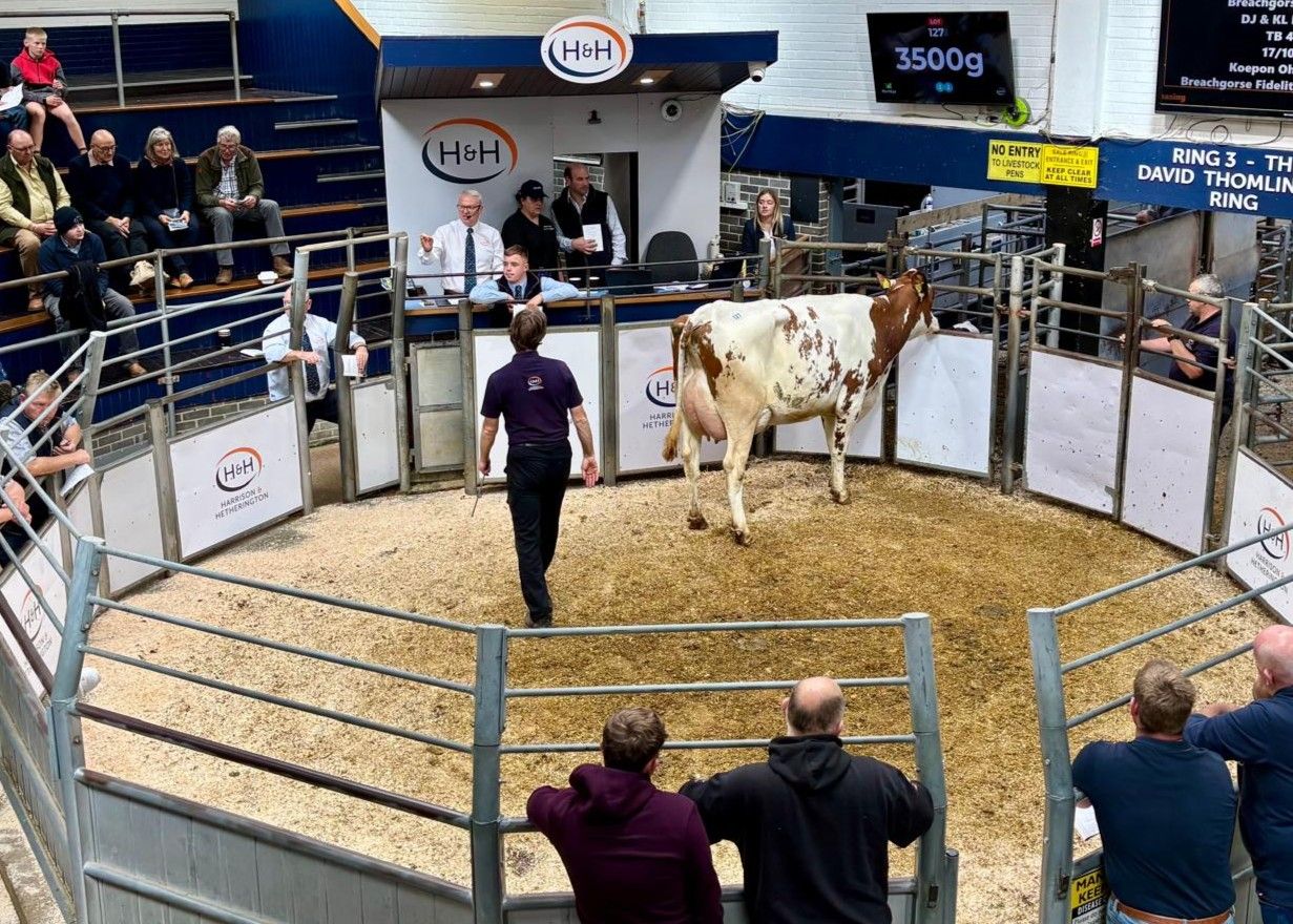 Top price of 4,000gns at Breachgorse dispersal sale