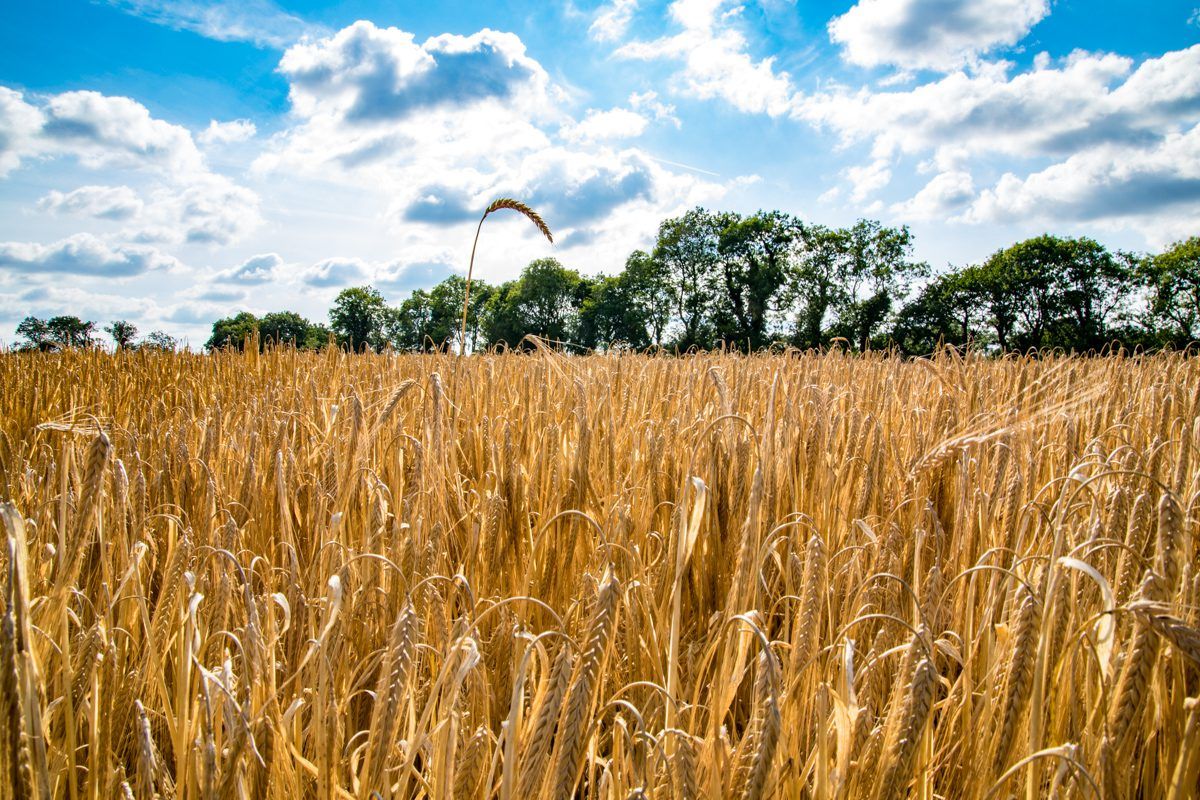 3-crop rule could tighten barley seed supplies