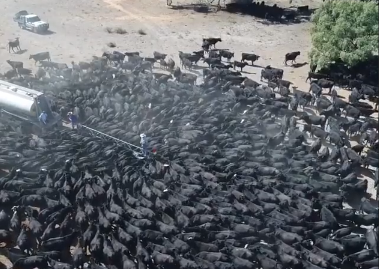 Cows flocking to water tanker highlight impact of Oz drought