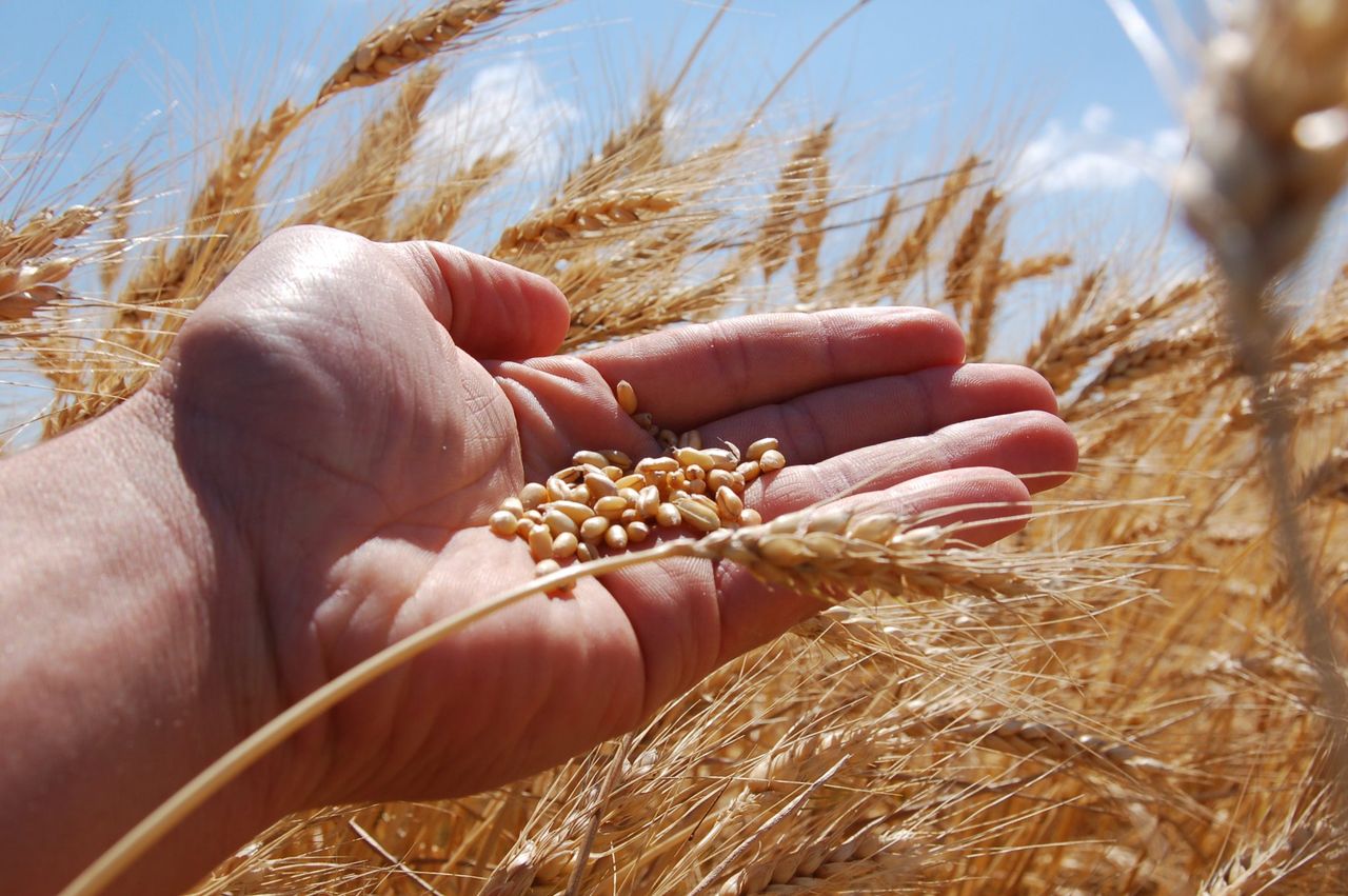 Tillage: Wheat prices look strong for the moment