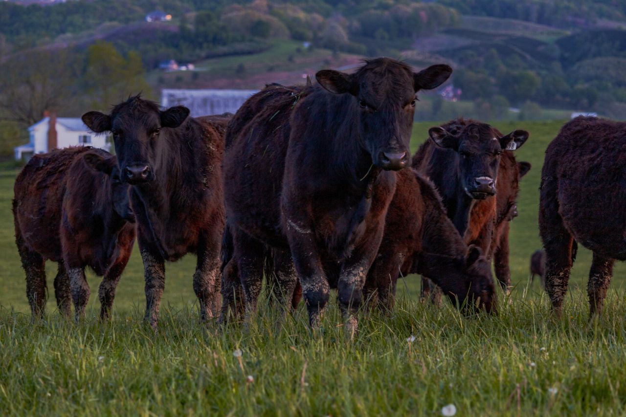 More than $6m to support Canadian beef export market