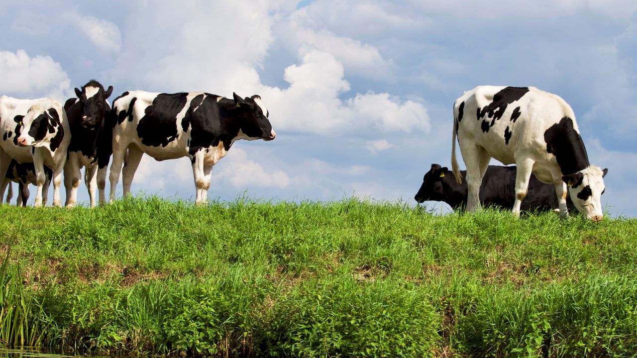 Survey highlights importance of local abattoirs