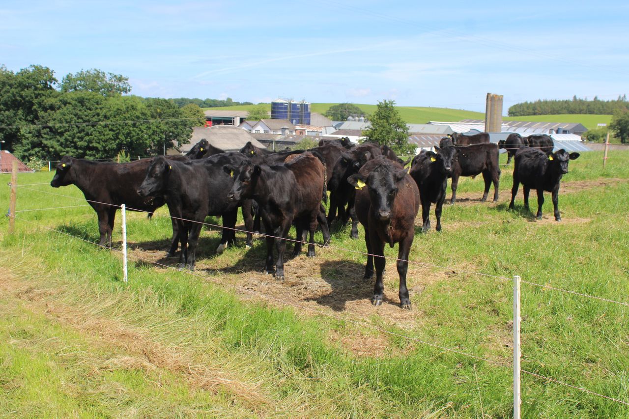 Delivering improved levels of sustainability in beef sector