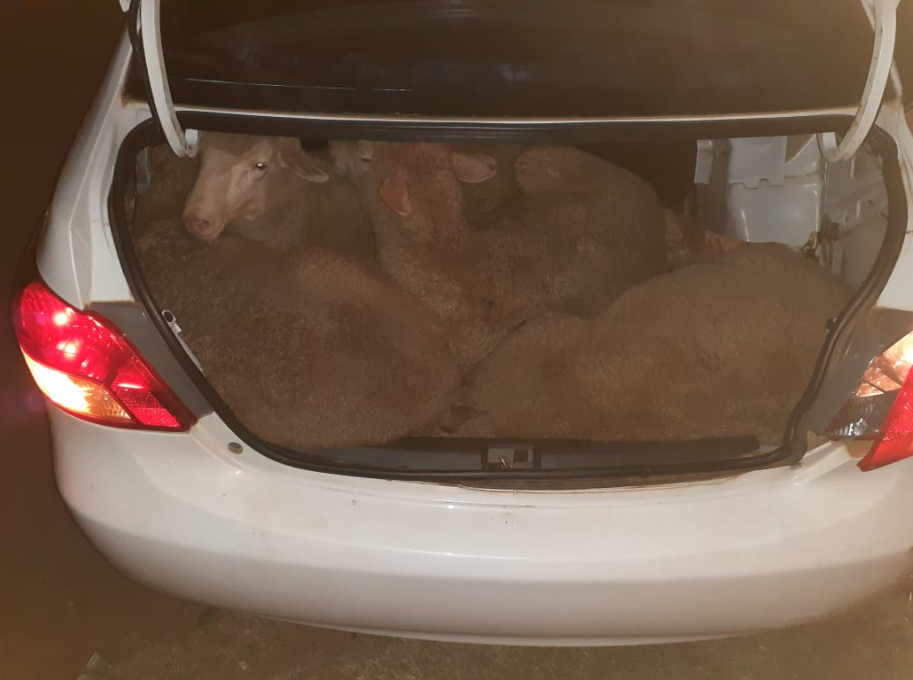 2 ‘thieves’ arrested following discovery of 29 sheep in 2 vehicles