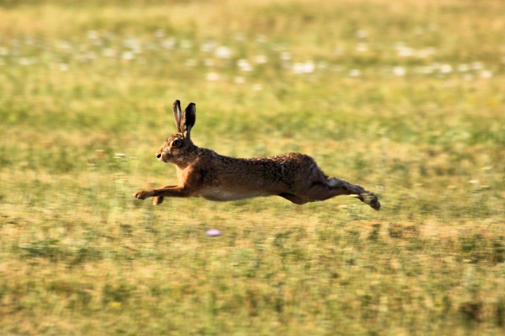 Southwest farmer highlights severity of hare coursing in rural England