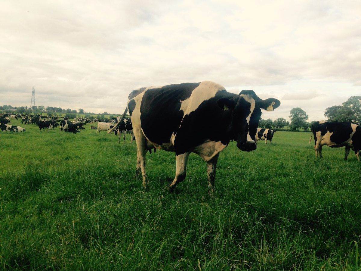 November milk price in the North close to 6c/L higher compared to 2015
