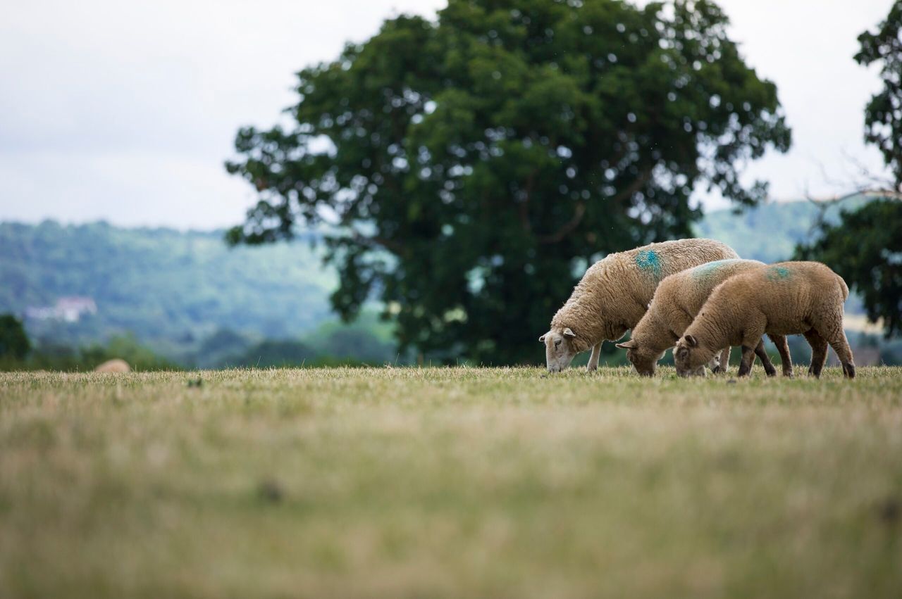2 farmers wanted to help shape the future of the UK's sheep industry