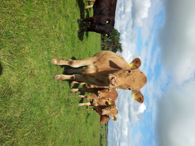 'Steady as she goes for cattle prices'