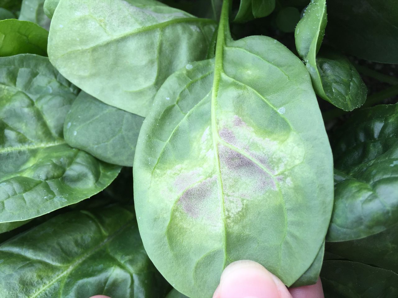 AHDB launches £300,000 drive to control downy mildew and blight