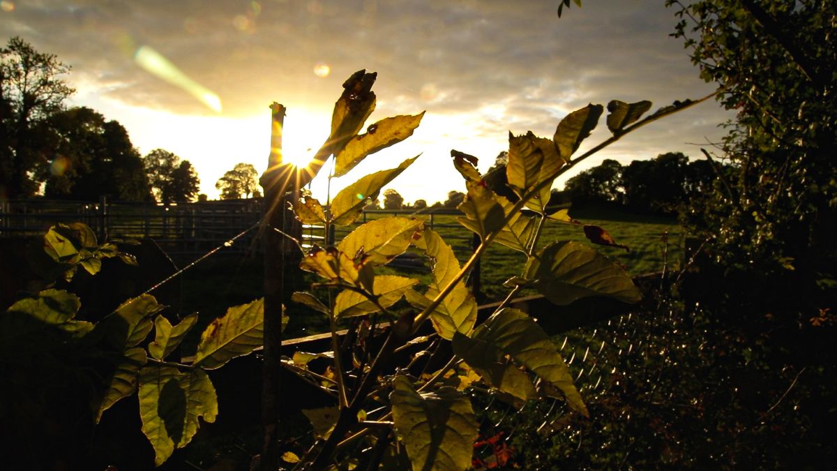 Report: Severe impact of weather events on food security
