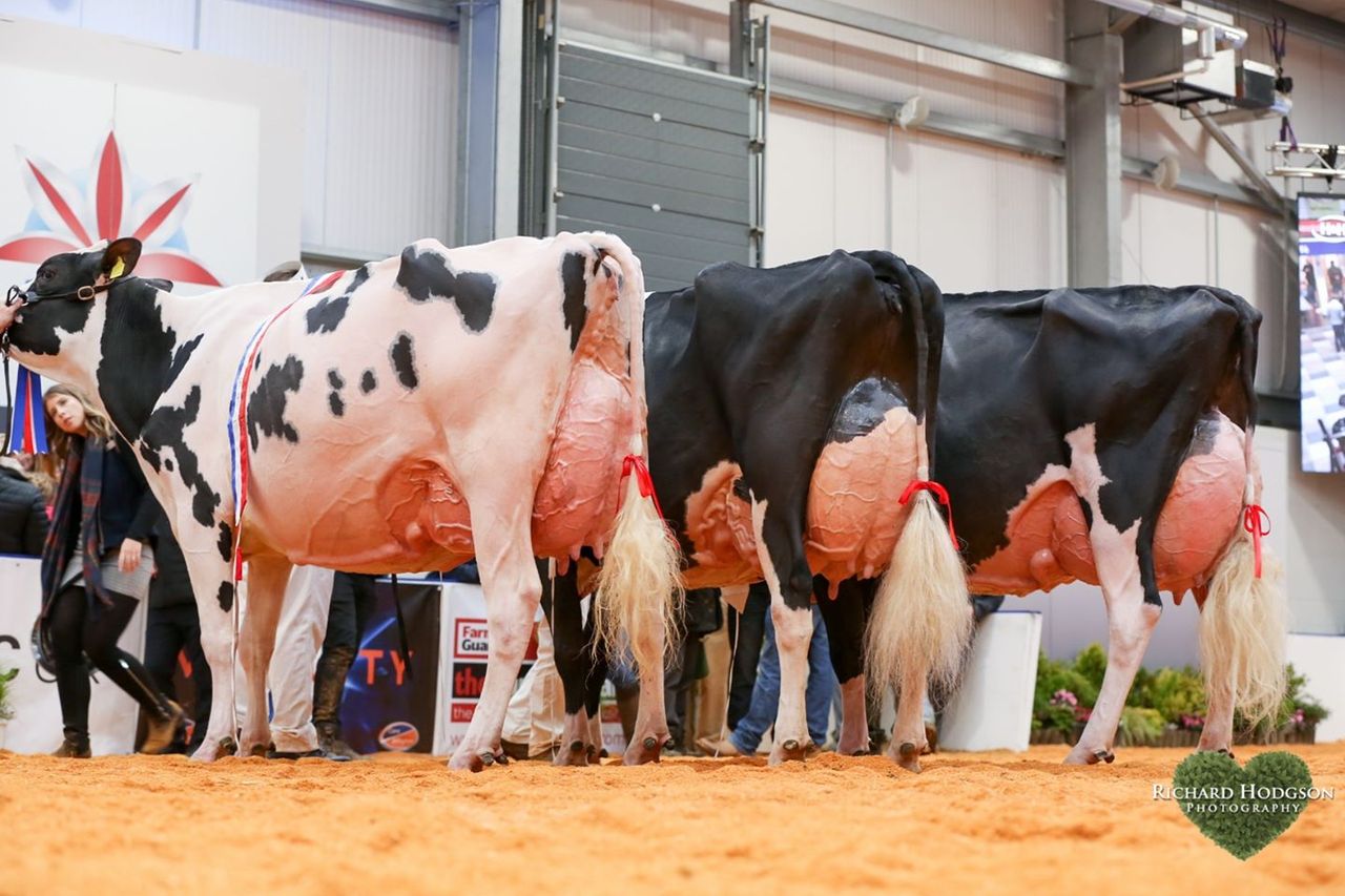 Holstein UK announces All-Britain award winners