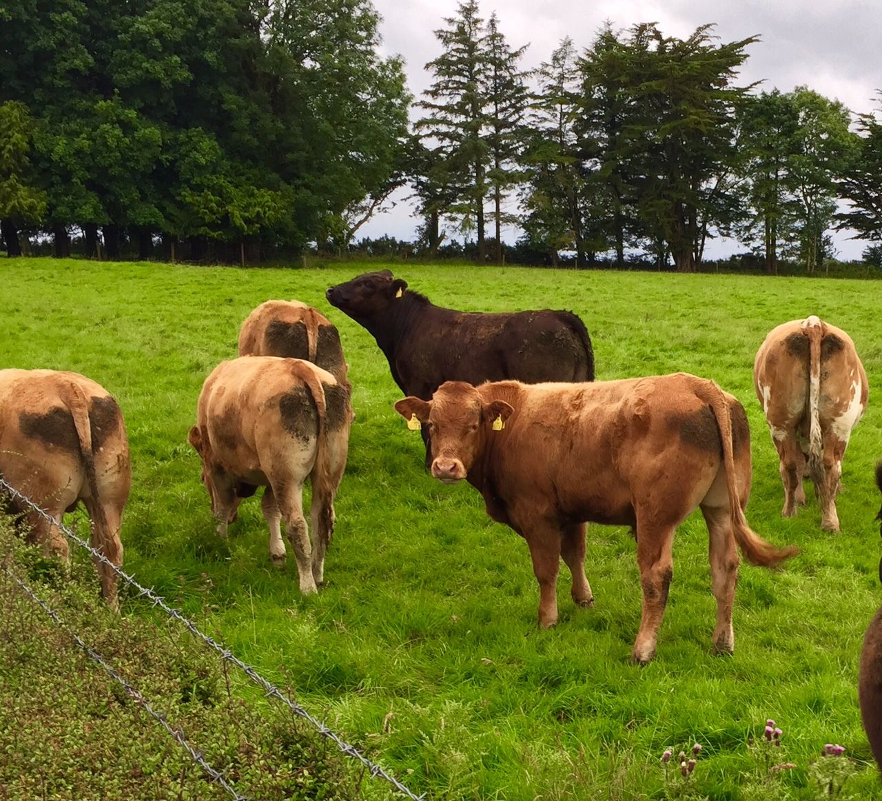 British cattle trade continues its march upwards