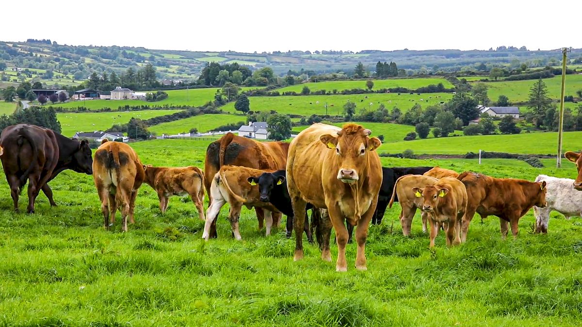 LMC to prioritise sustainability in 2021