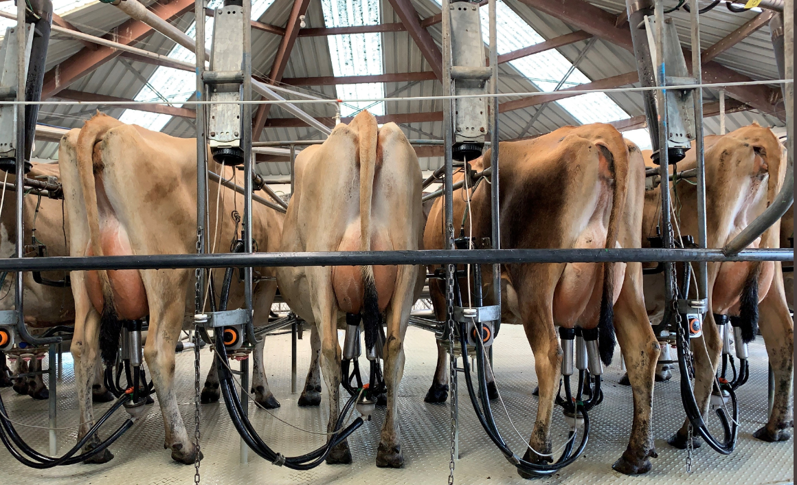 Fonterra to ‘compensate’ cyclone-hit farmers