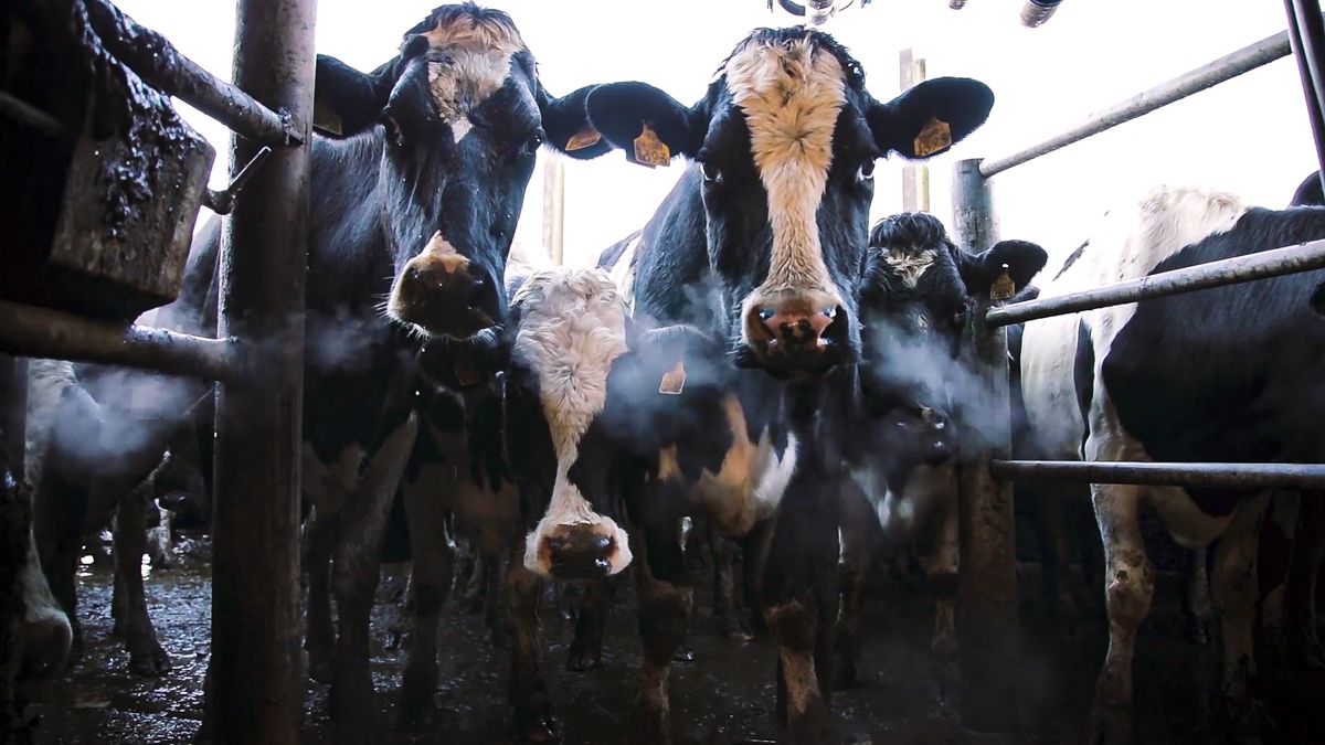 Environmental legislation to be biggest limiting factor for NI dairying in 2030
