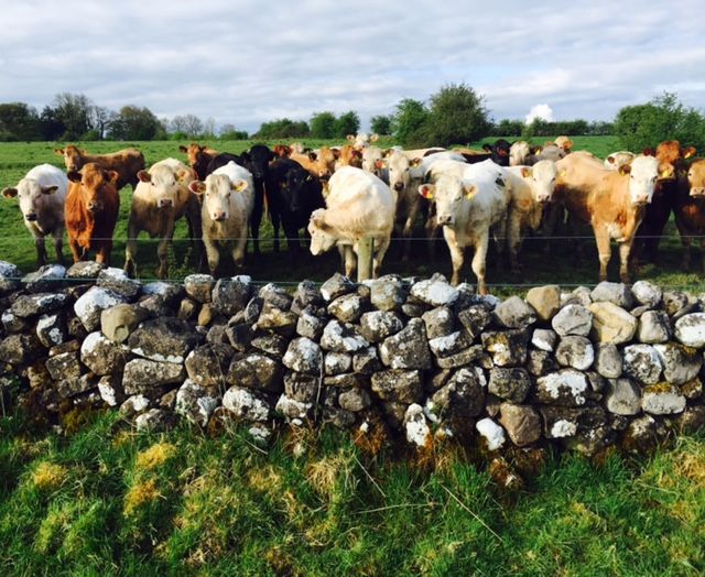 How to identify Redwater and ways to prevent the disease