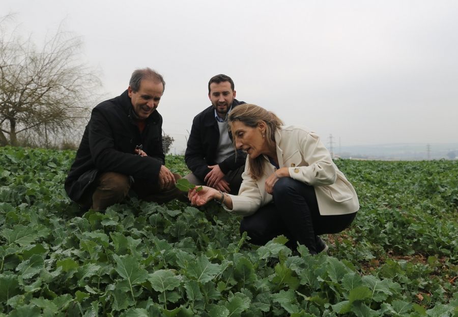 Foliar application boosts zinc content of wheat by 50% – UCO research